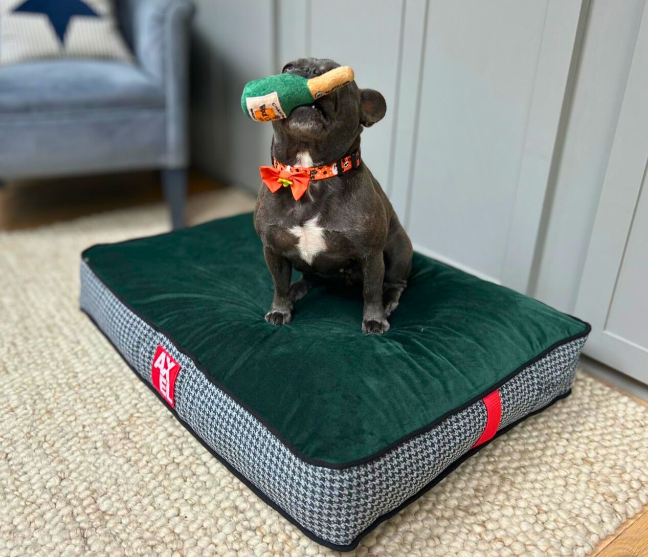 Customer dog