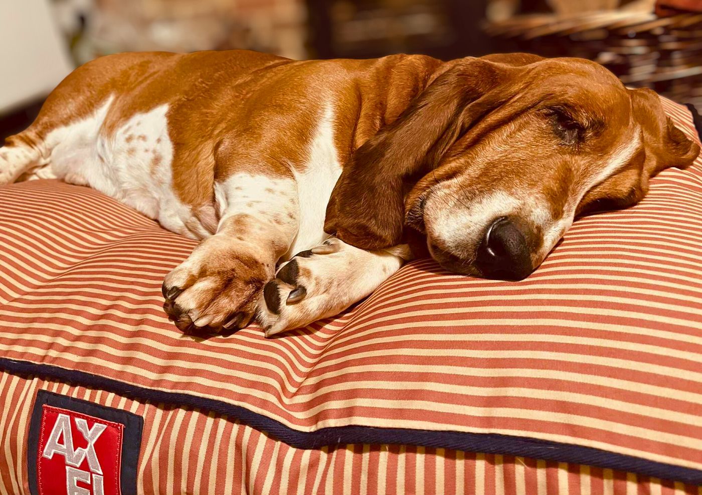@axeldog_beds