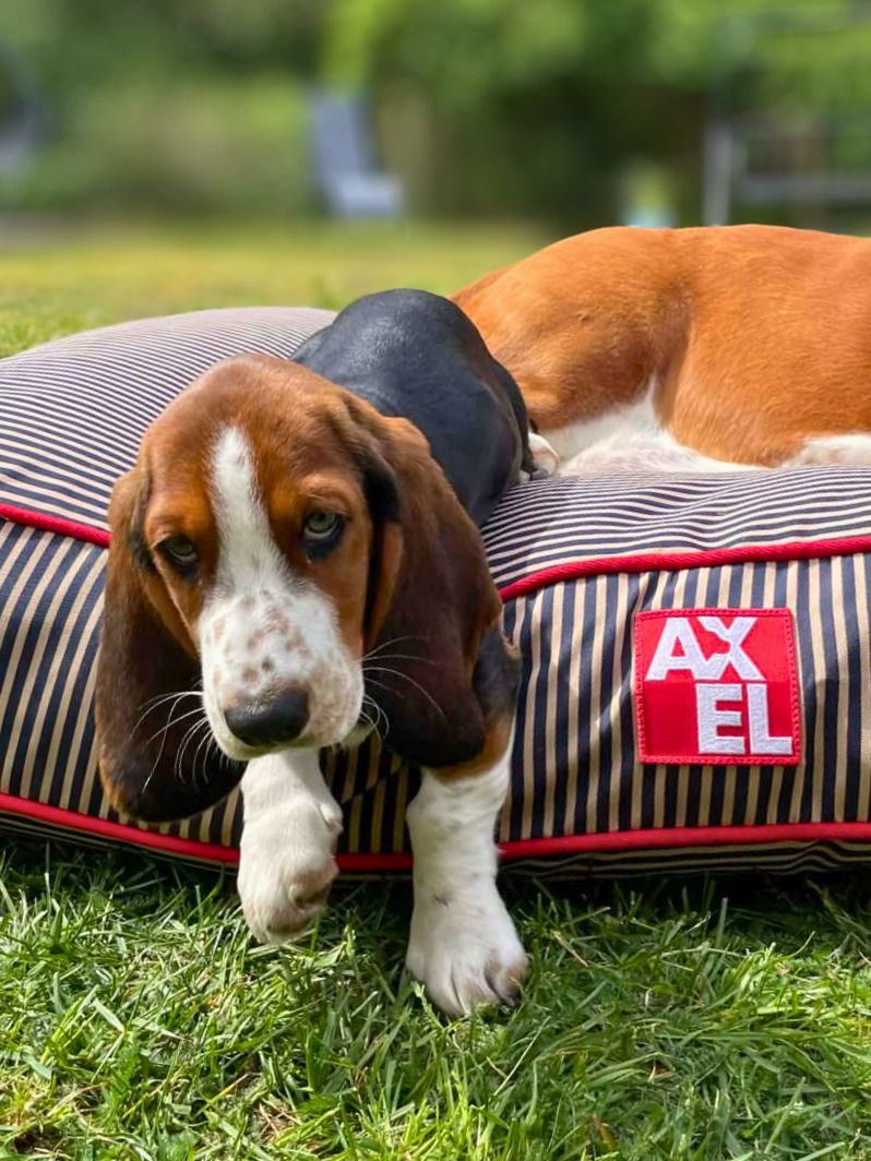 @axeldog_beds