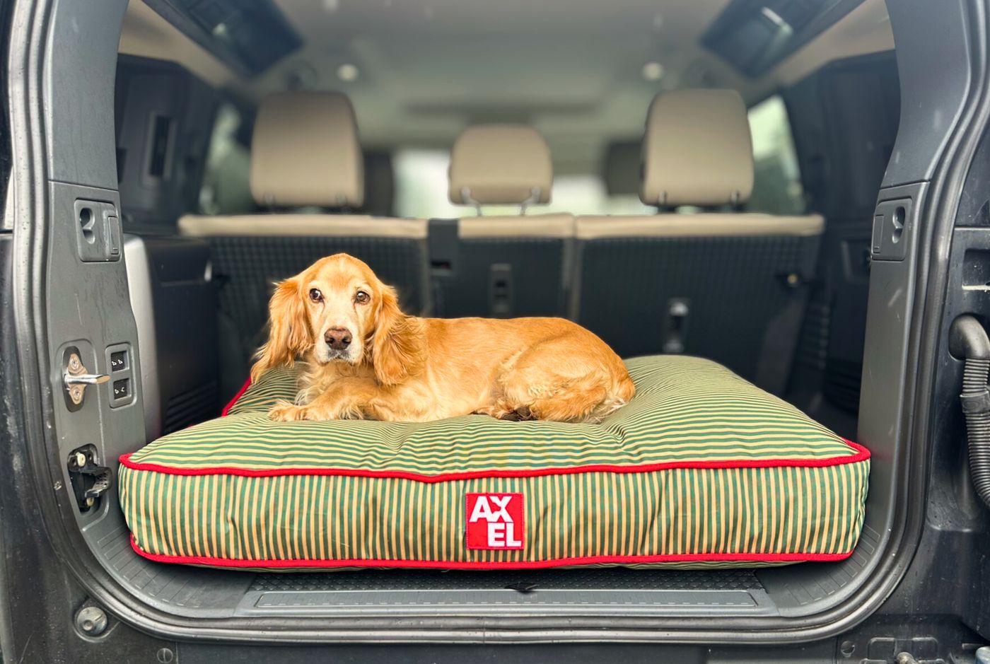 Customer dog