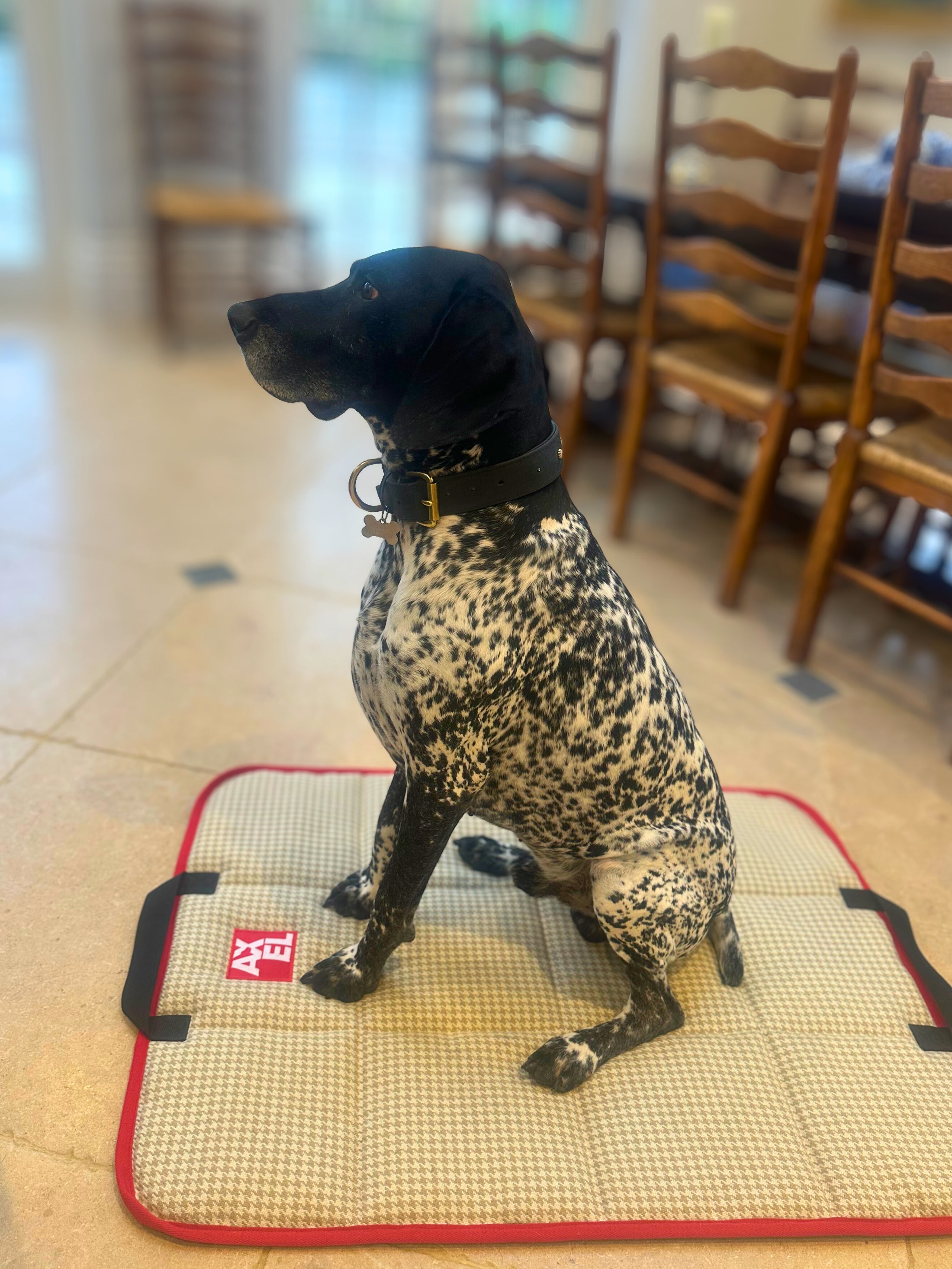 The Chelsea Travel Mat - Axel Dog Beds