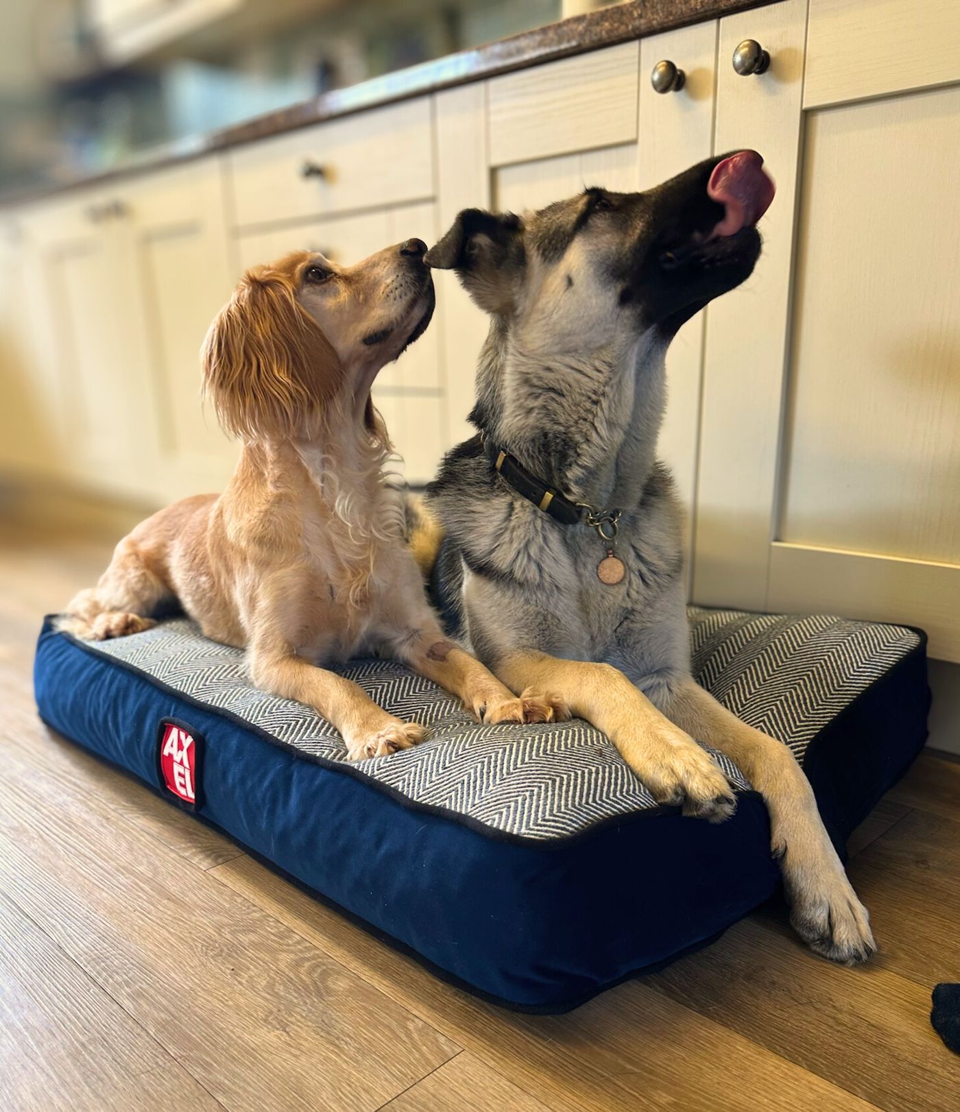 @axeldog_beds