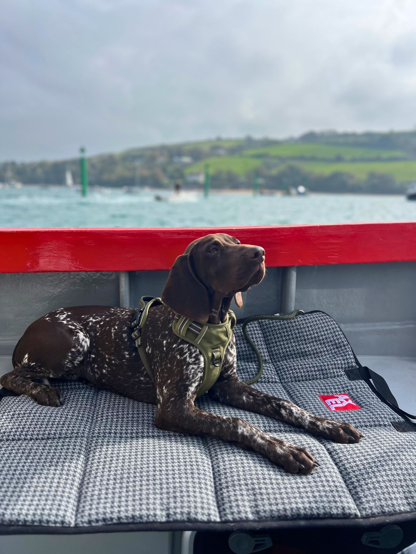 Customer dog