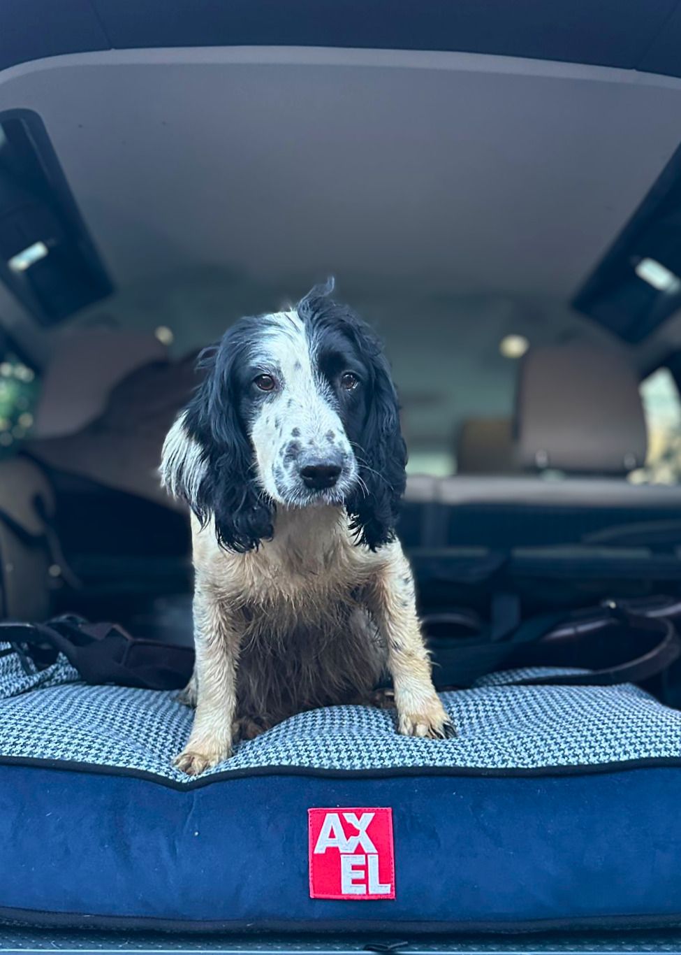 Customer dog