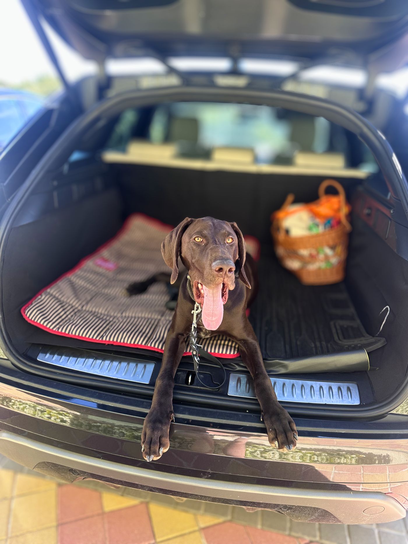 @axeldog_beds