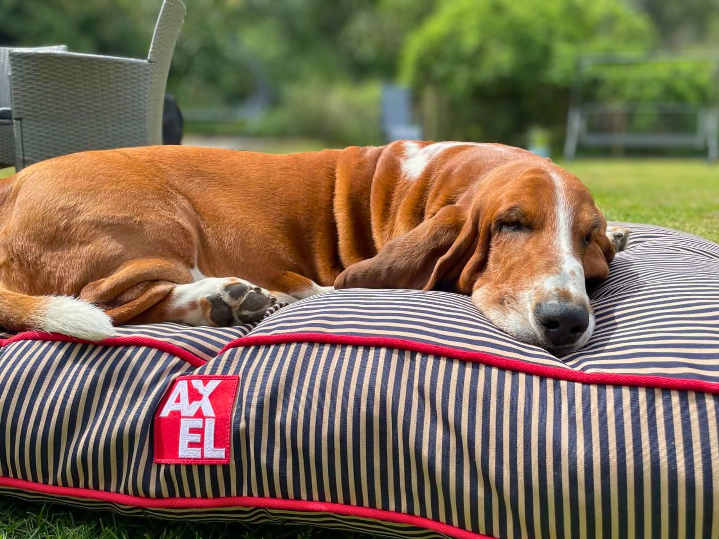Basset hound asleep on his Axel bed in the garden